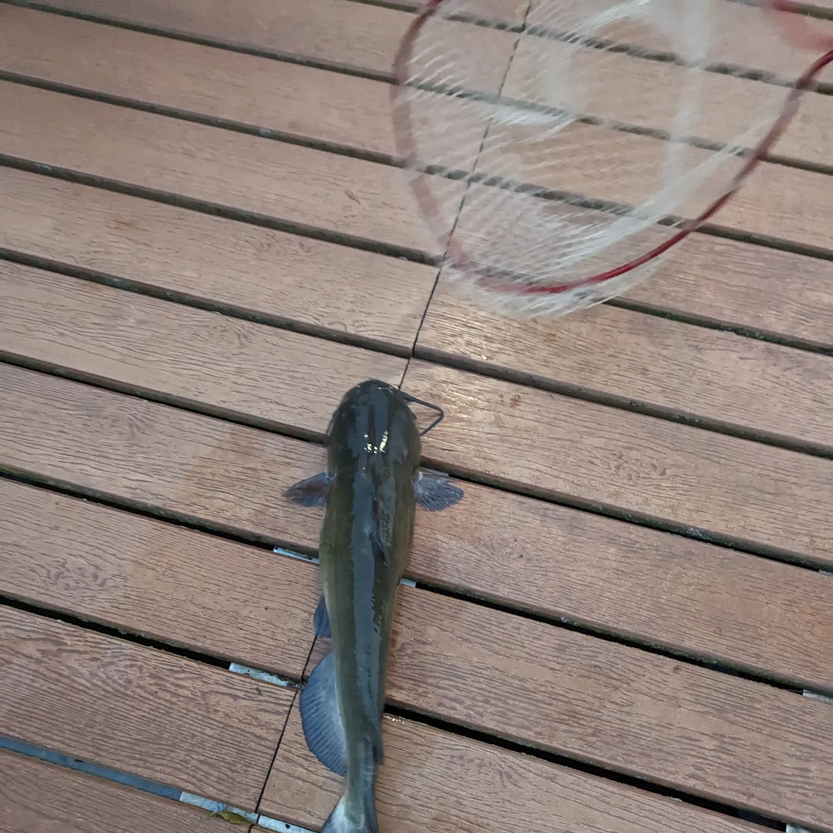 angler catch