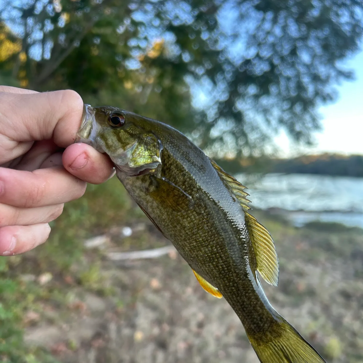 Smallmouth bass caught on Fishbrain
