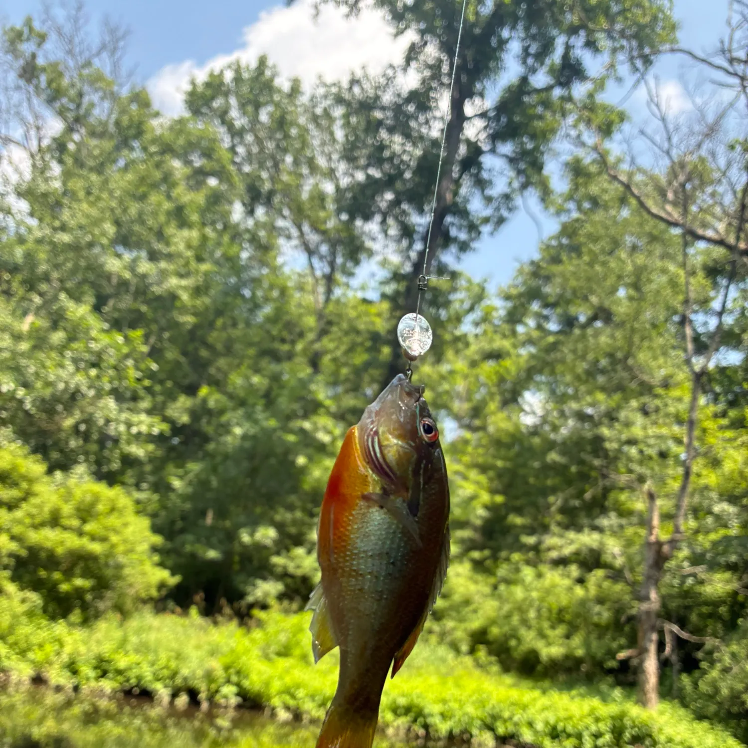 Green sunfish caught on Fishbrain