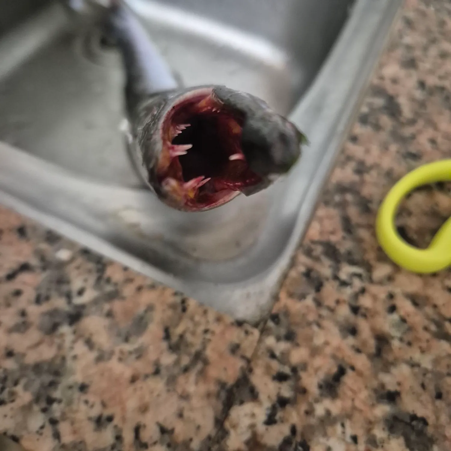 Great barracuda caught on Fishbrain