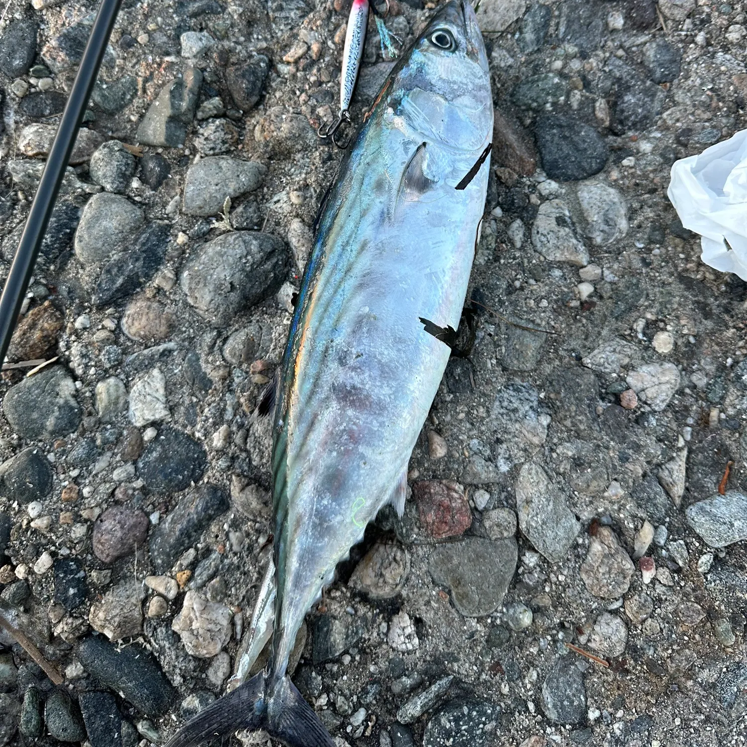 The most recent Eastern Pacific bonito catches on Fishbrain