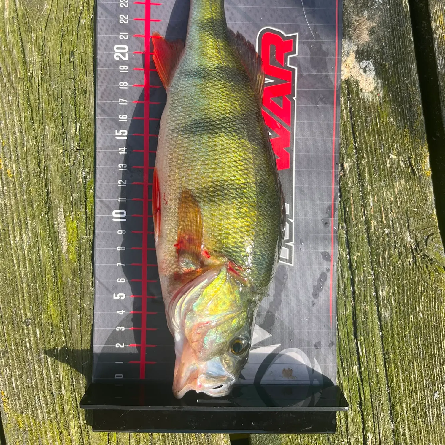 European perch caught on Fishbrain