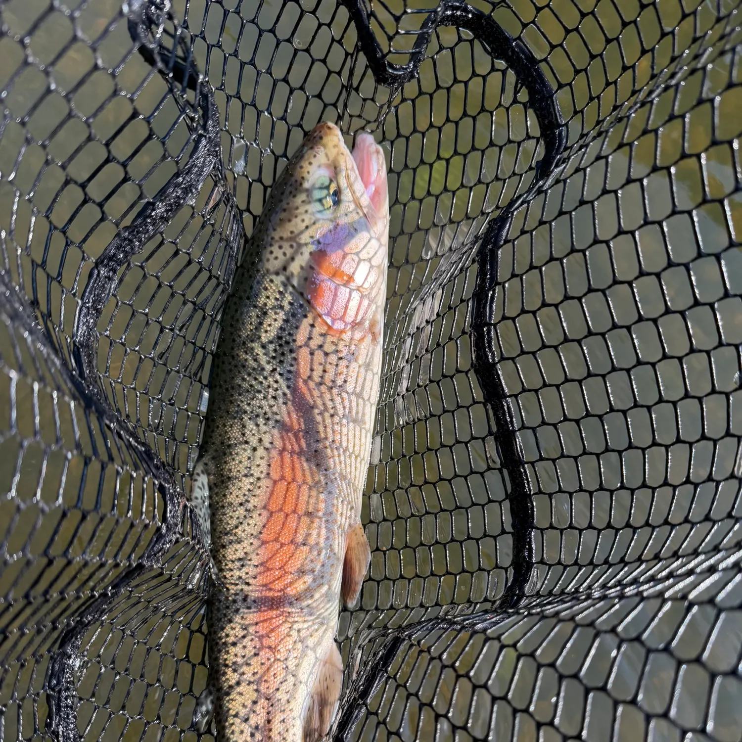 Rainbow trout caught on Fishbrain