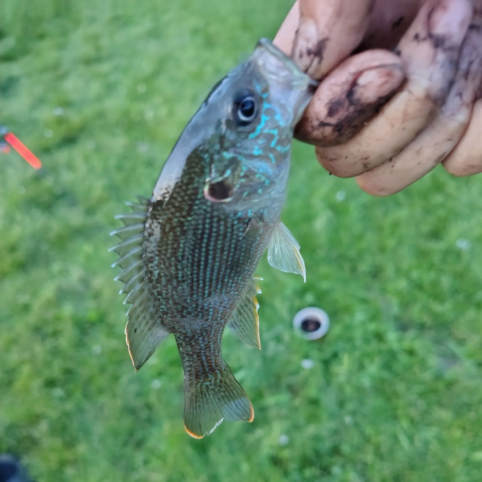 Greengill hybrid caught on Fishbrain
