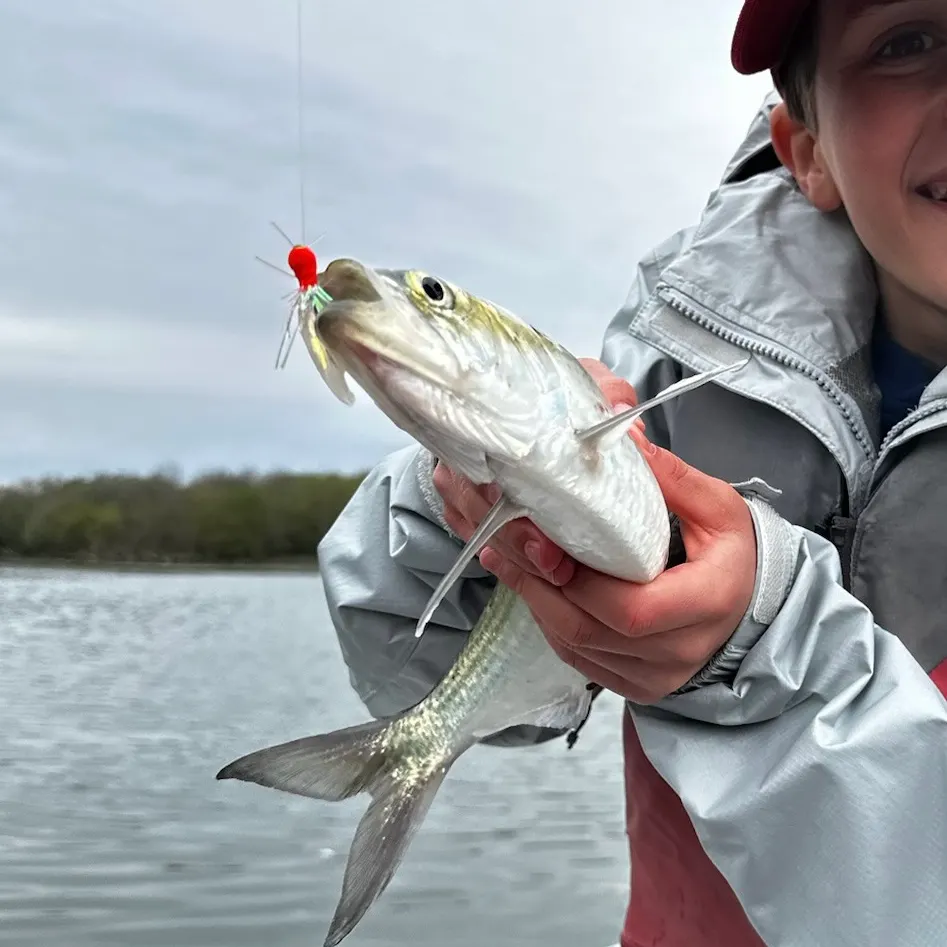 The most recent American shad catches on Fishbrain