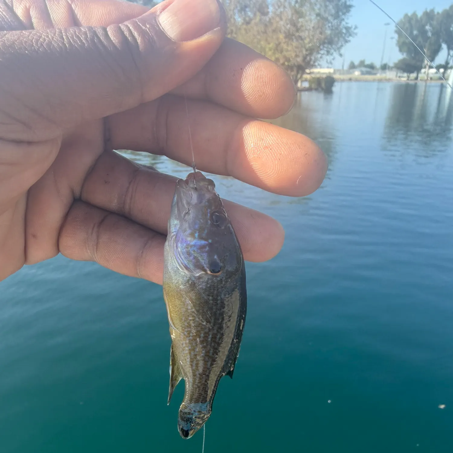 Green sunfish caught on Fishbrain