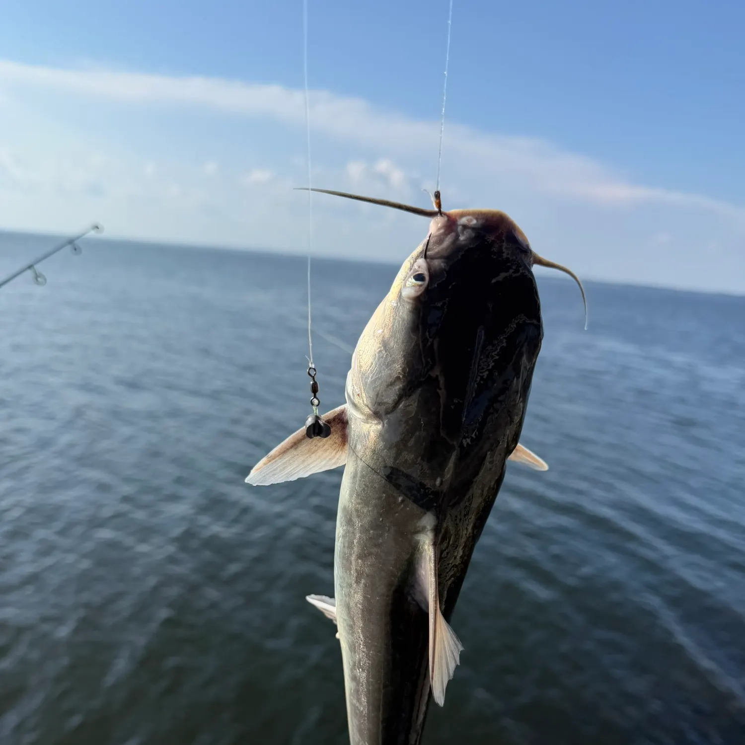 The most recent Hardhead sea catfish catches on Fishbrain