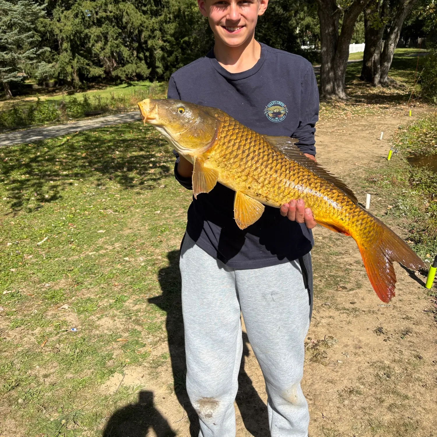 Common carp caught on Fishbrain