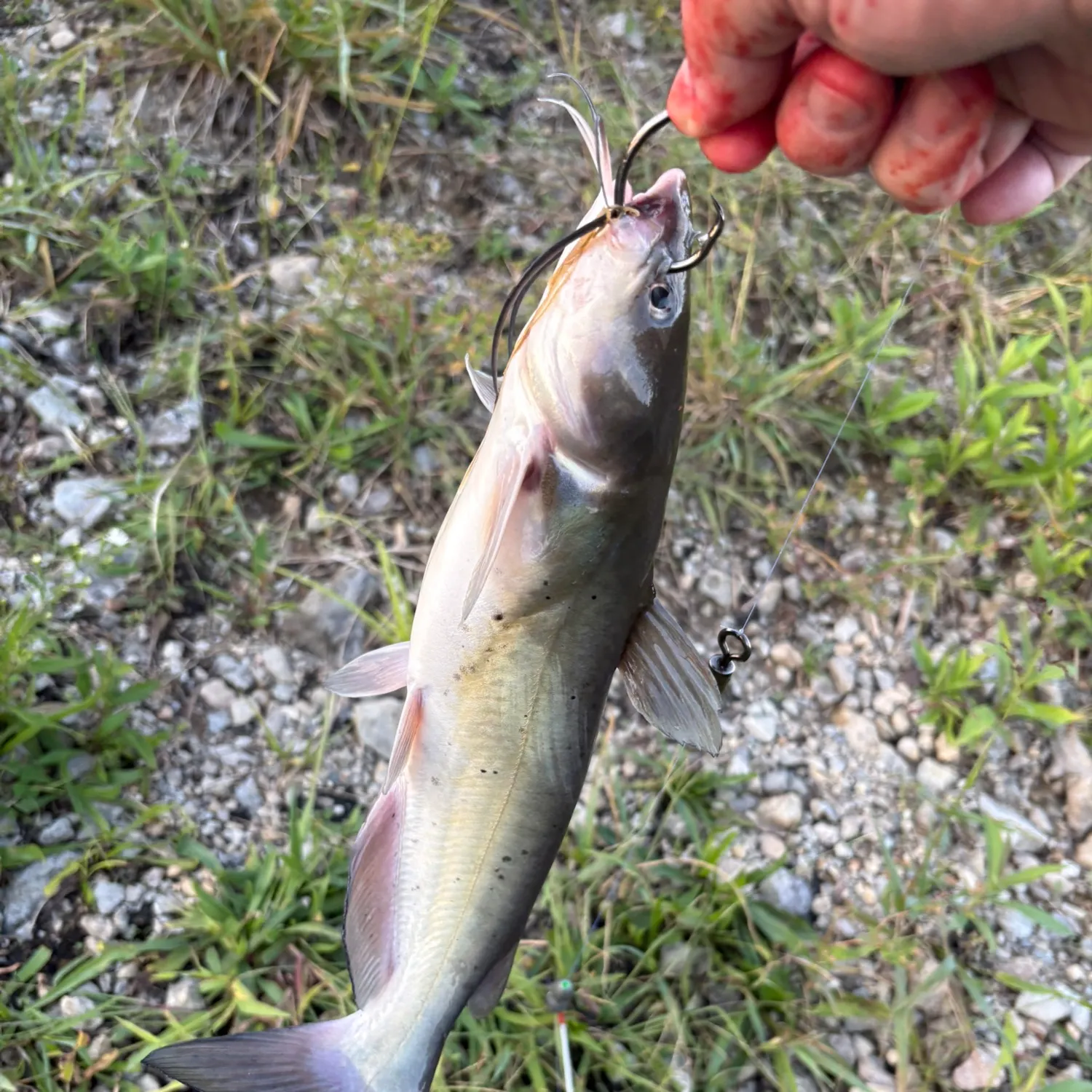 Channel catfish caught on Fishbrain
