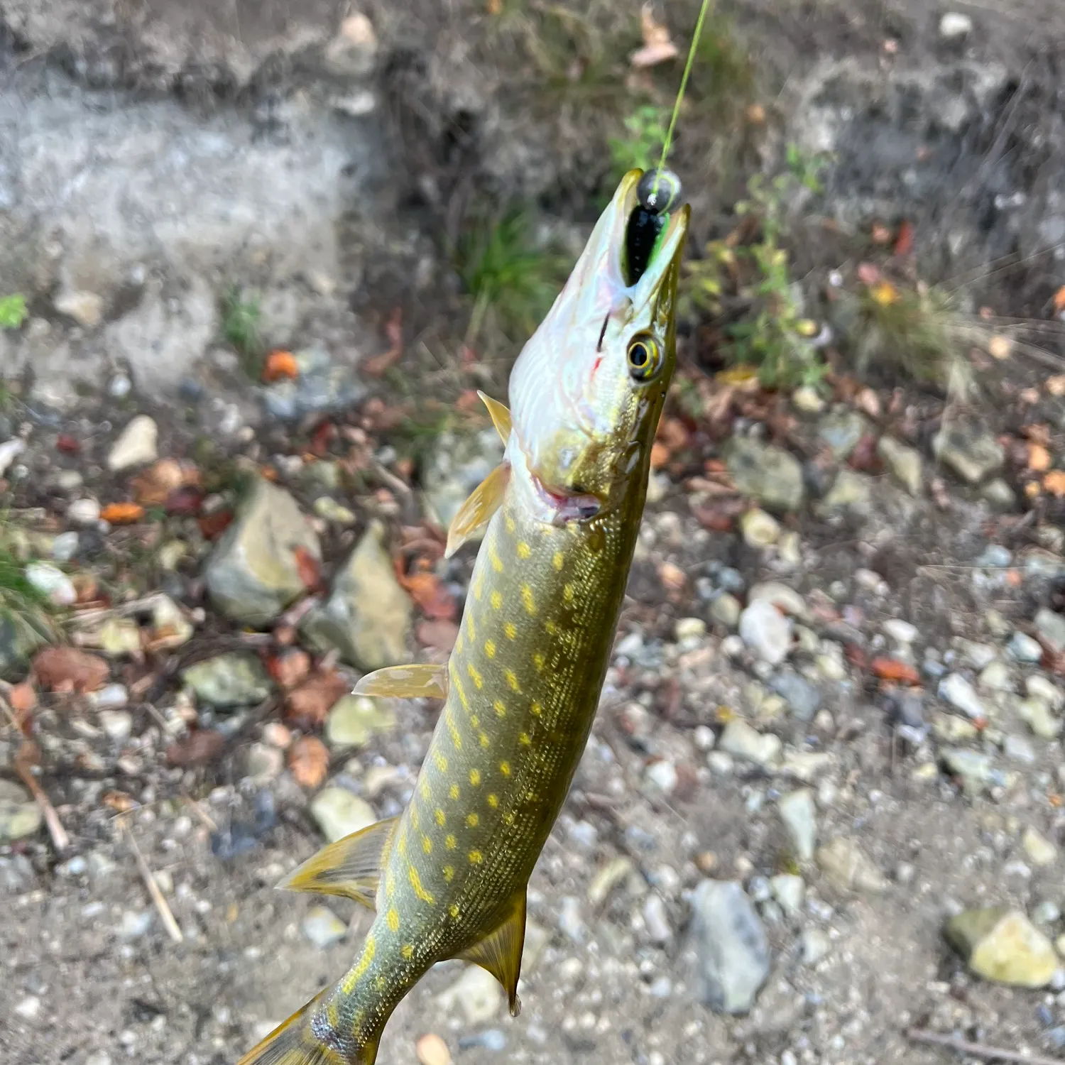 Northern pike caught on Fishbrain