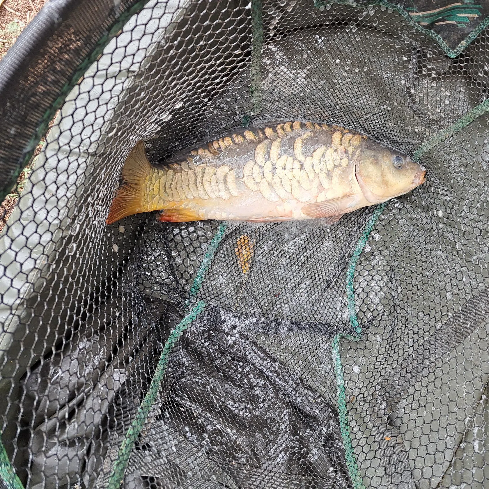 Mirror carp caught on Fishbrain