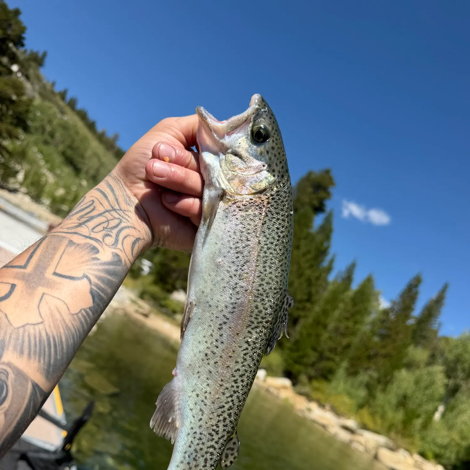 Fish caught on Fishbrain