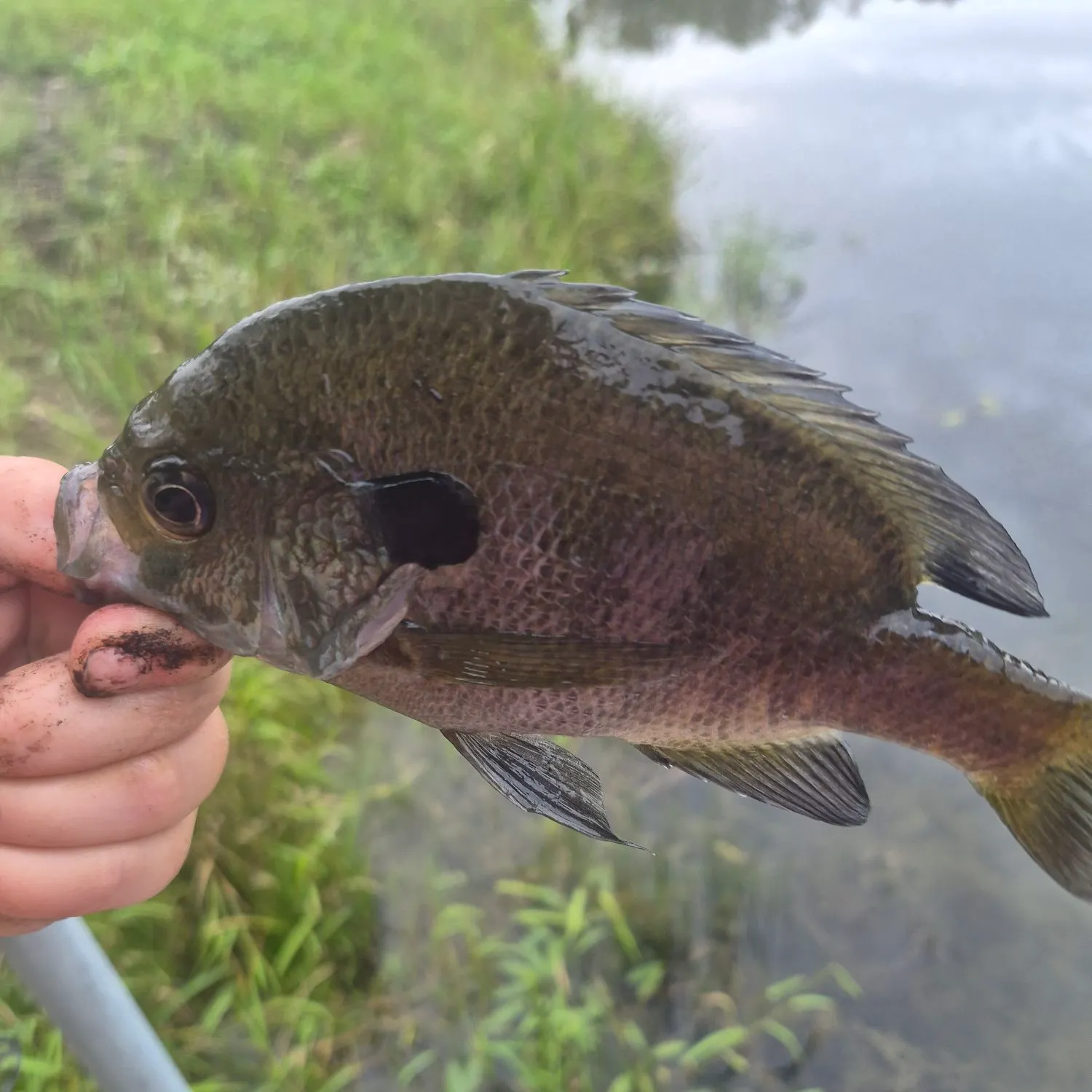 Bluegill caught on Fishbrain