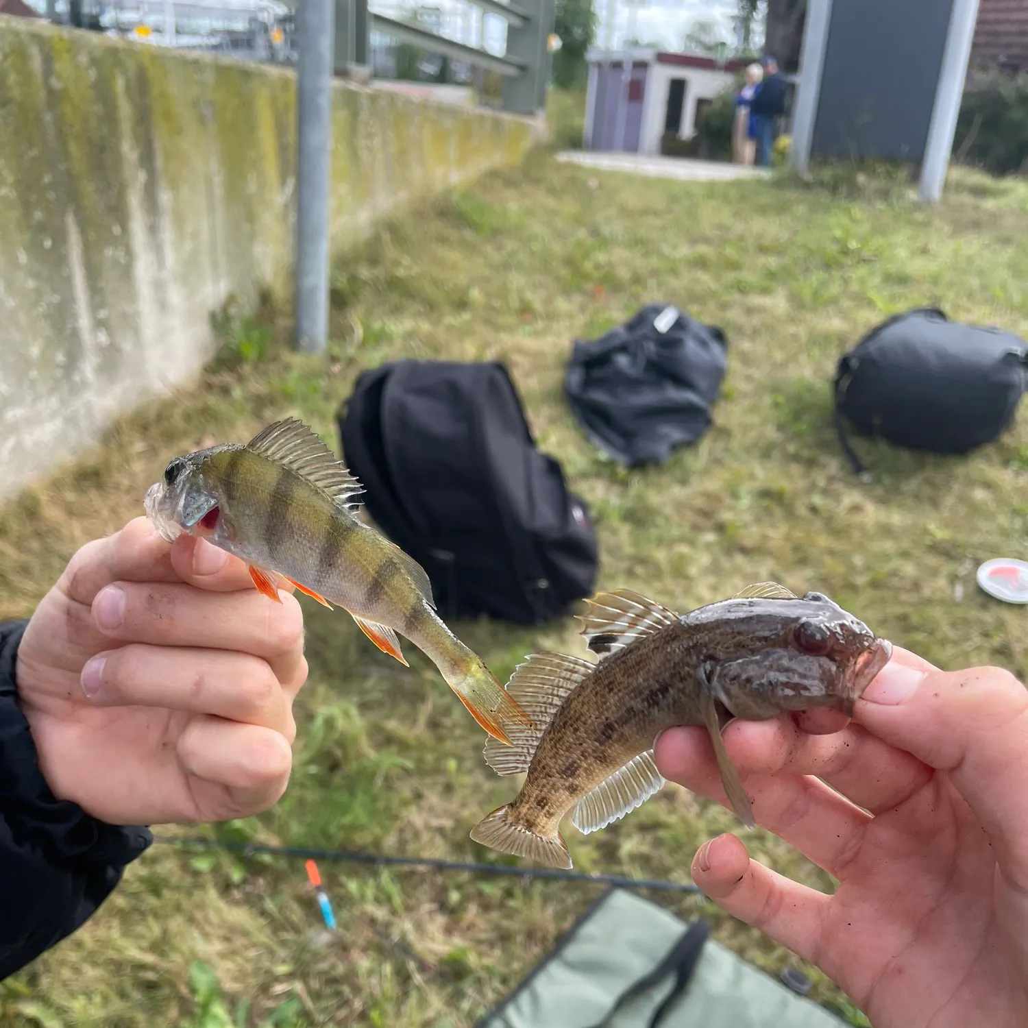 Round goby caught on Fishbrain