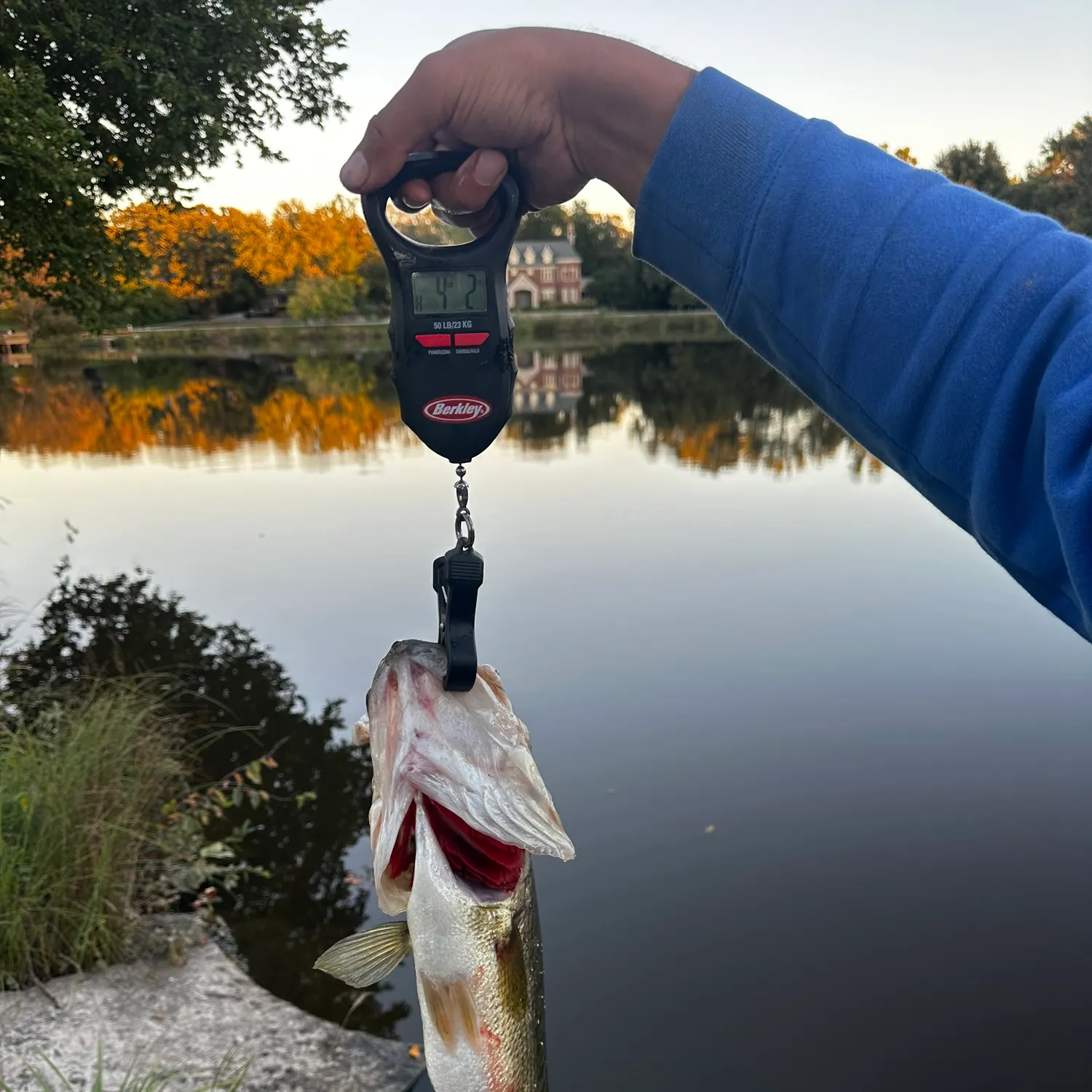 Largemouth bass caught on Fishbrain