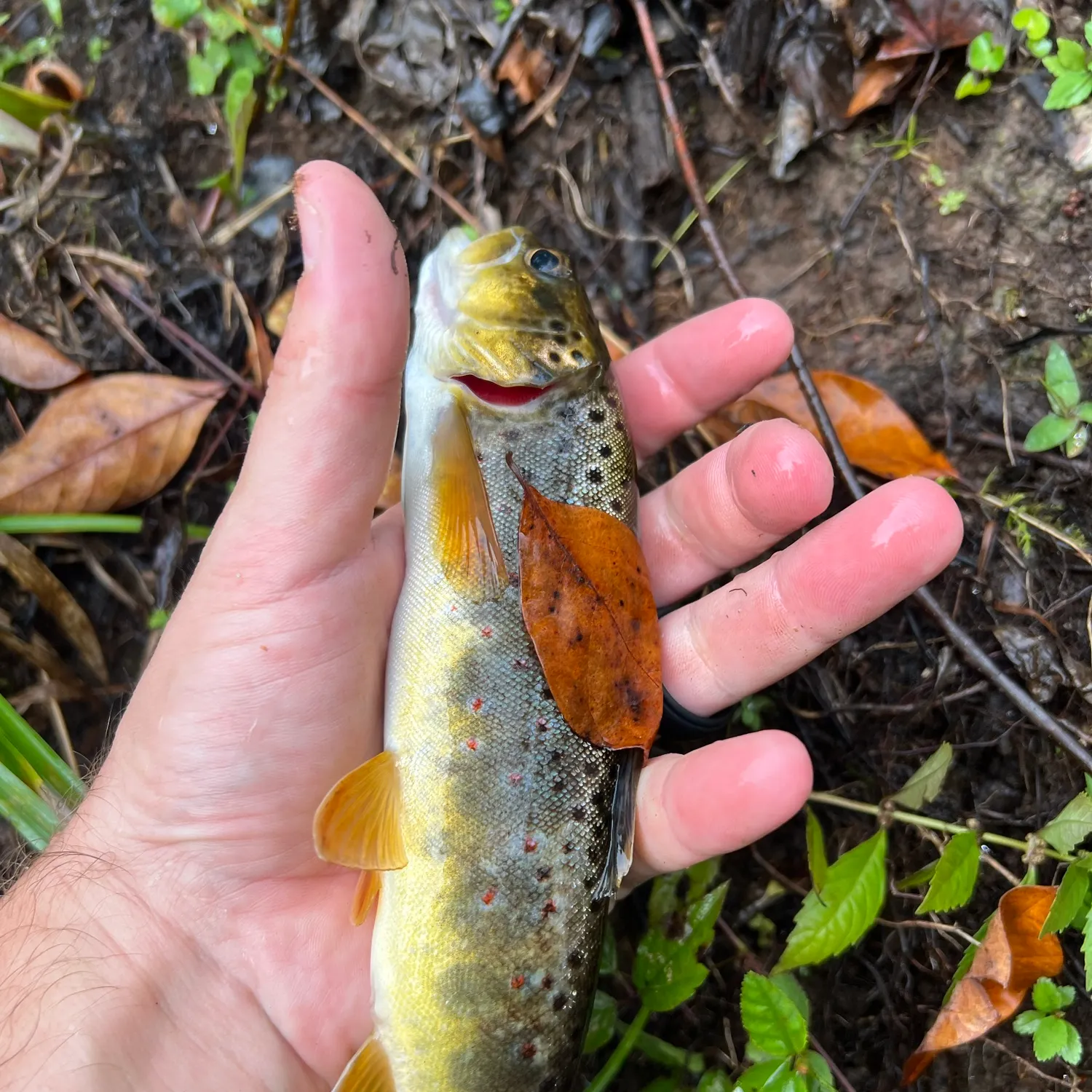 Brown trout caught on Fishbrain