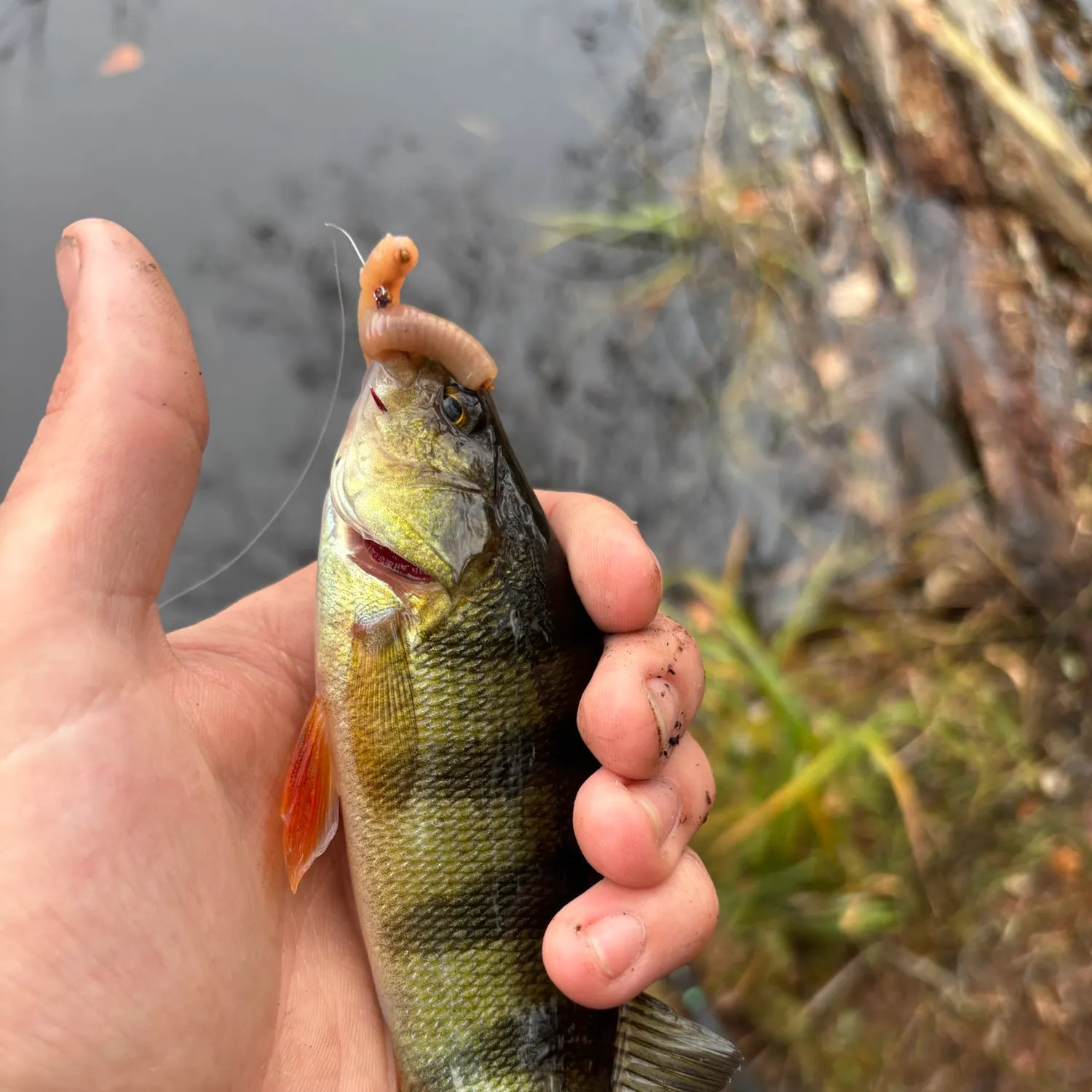 Yellow perch caught on Fishbrain