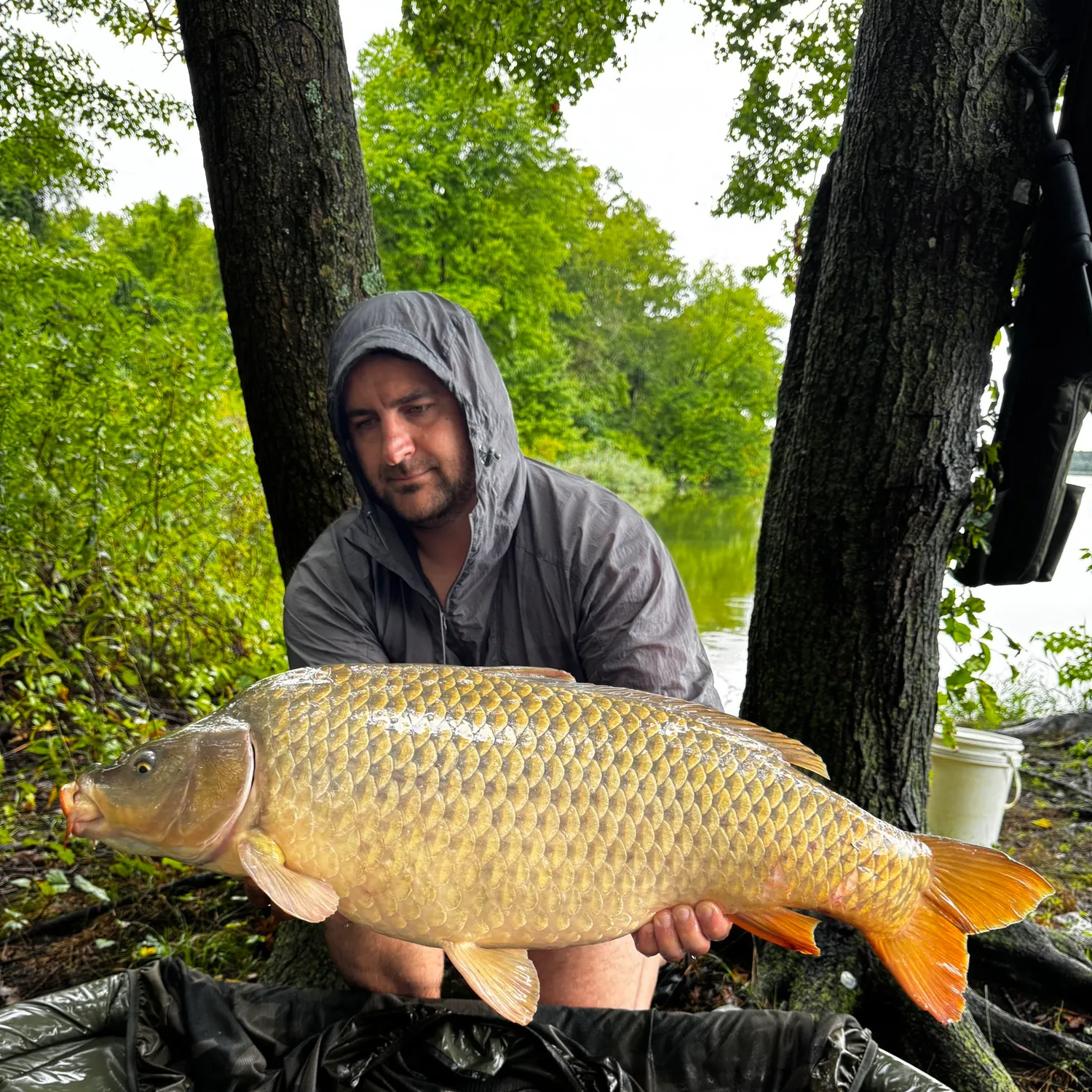 Common carp caught on Fishbrain