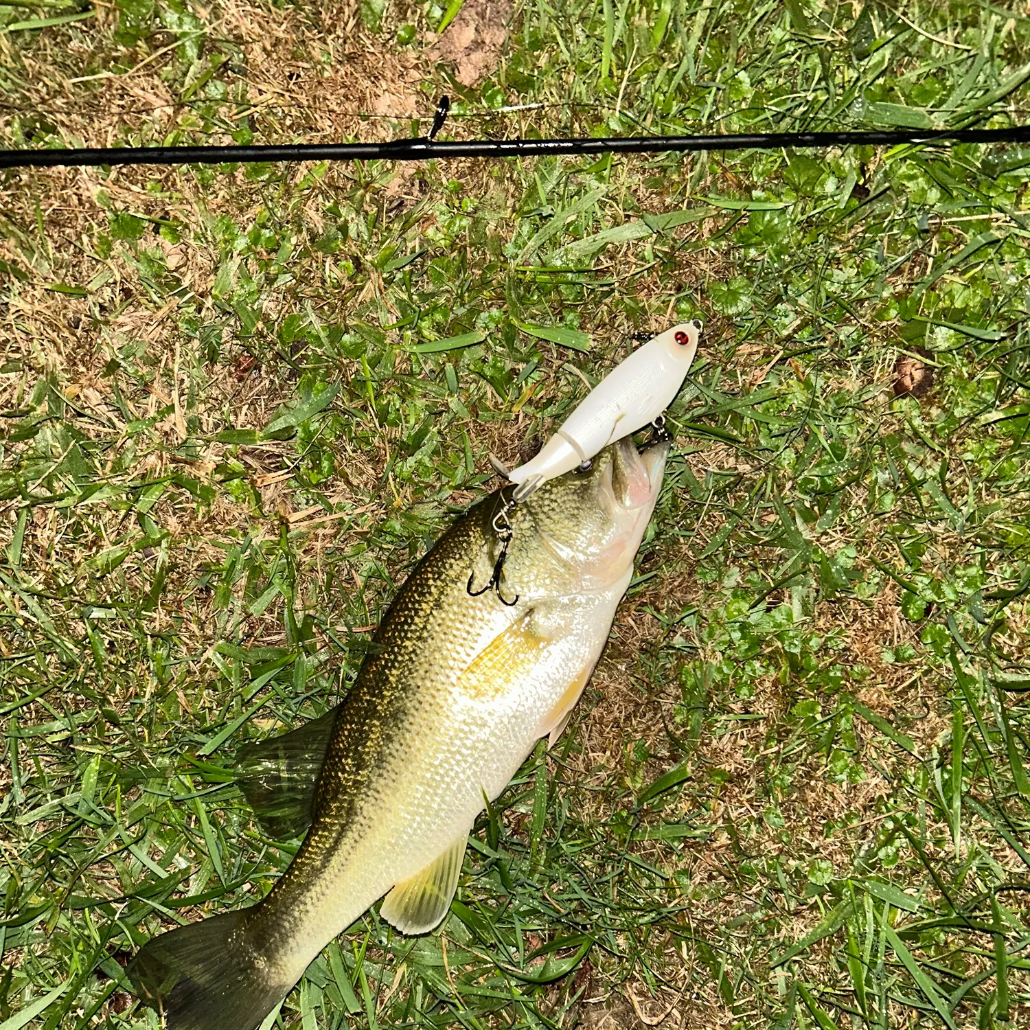 Largemouth bass caught on Fishbrain