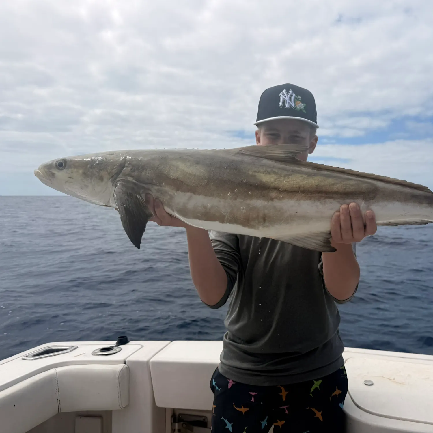 The most recent Cobia catches on Fishbrain