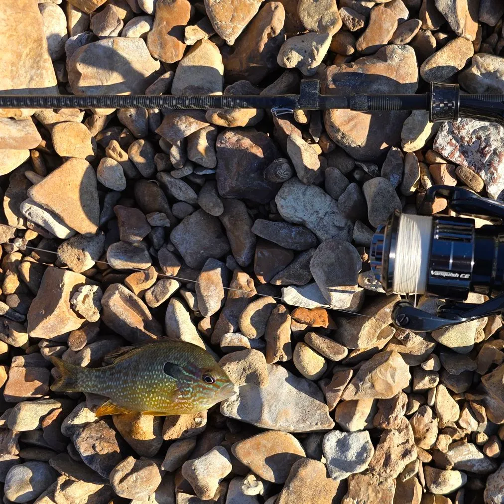 The most recent Redstripe longear sunfish catches on Fishbrain