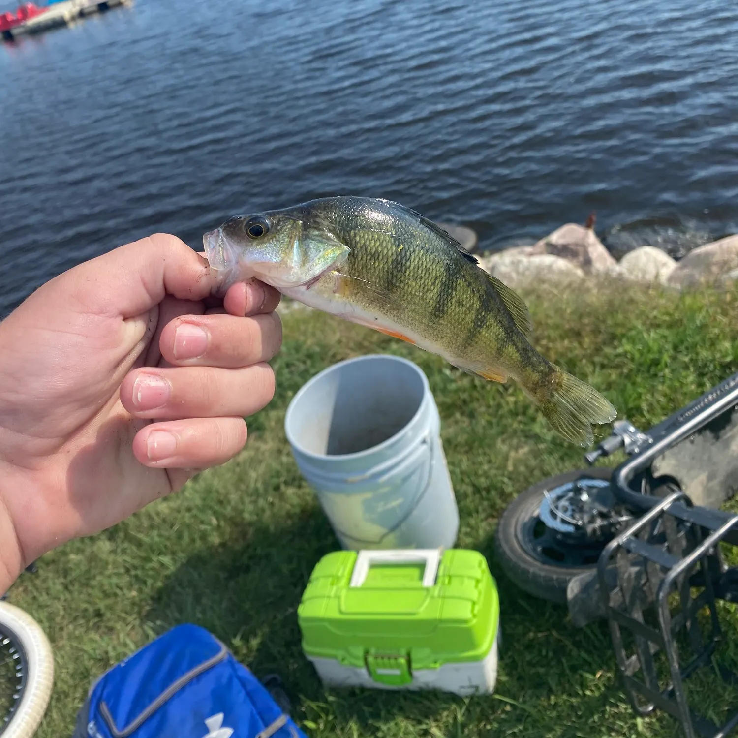 Yellow perch caught on Fishbrain