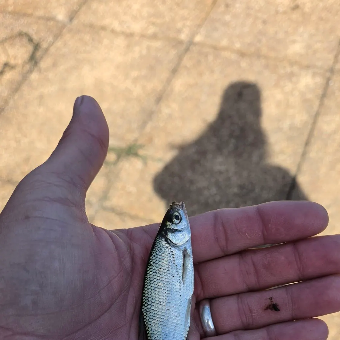 Golden shiner caught on Fishbrain