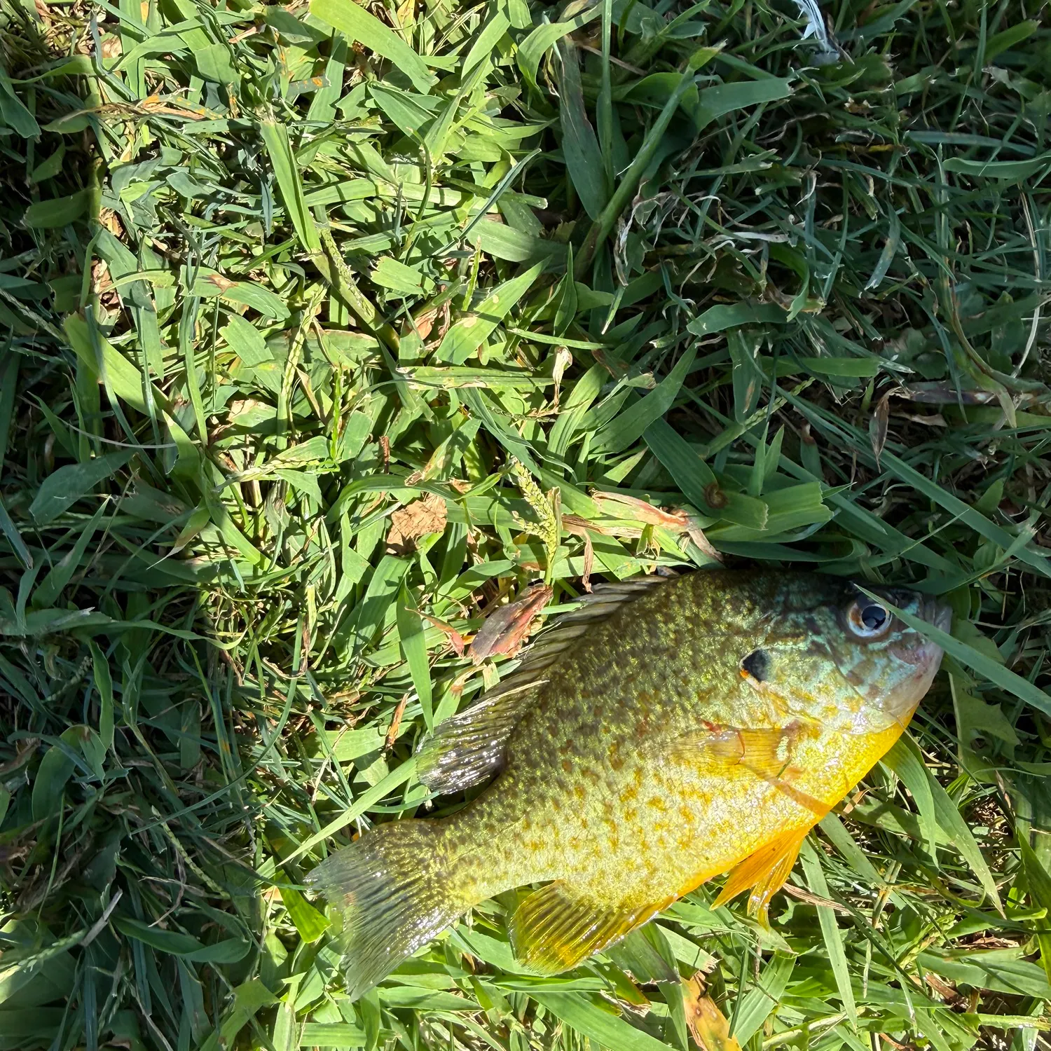 The most recent Pumpkinseed catches on Fishbrain