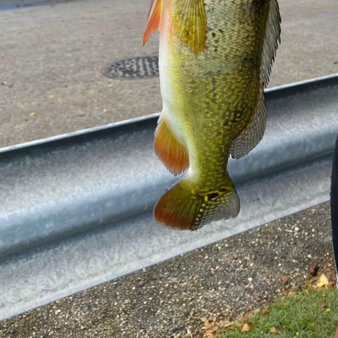 The most recent Speckled peacock bass catches on Fishbrain