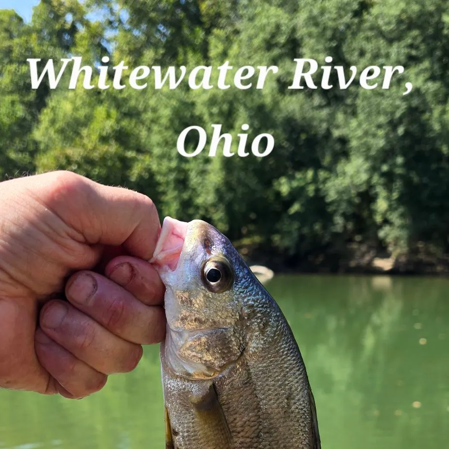 Freshwater drum caught on Fishbrain