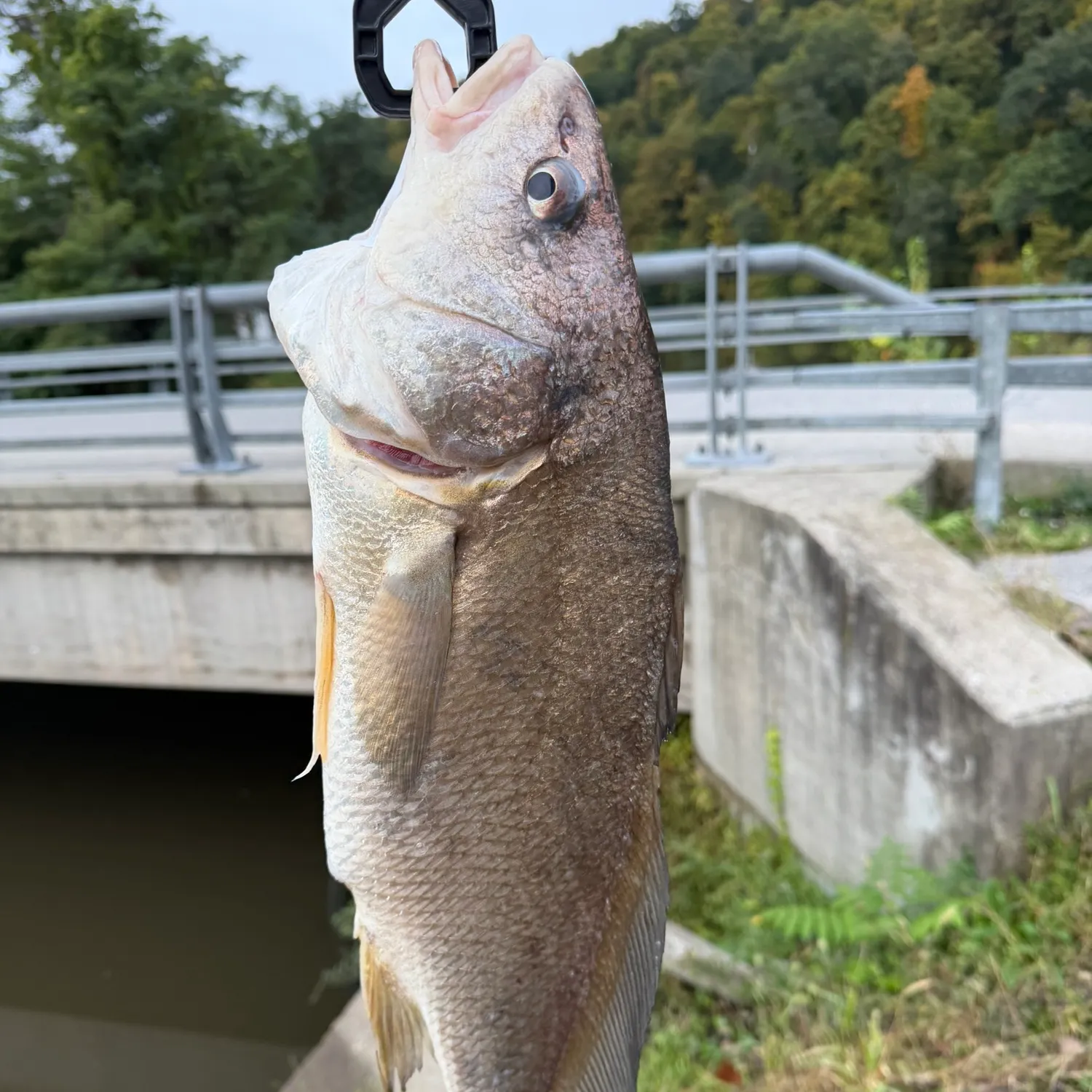 Freshwater drum caught on Fishbrain