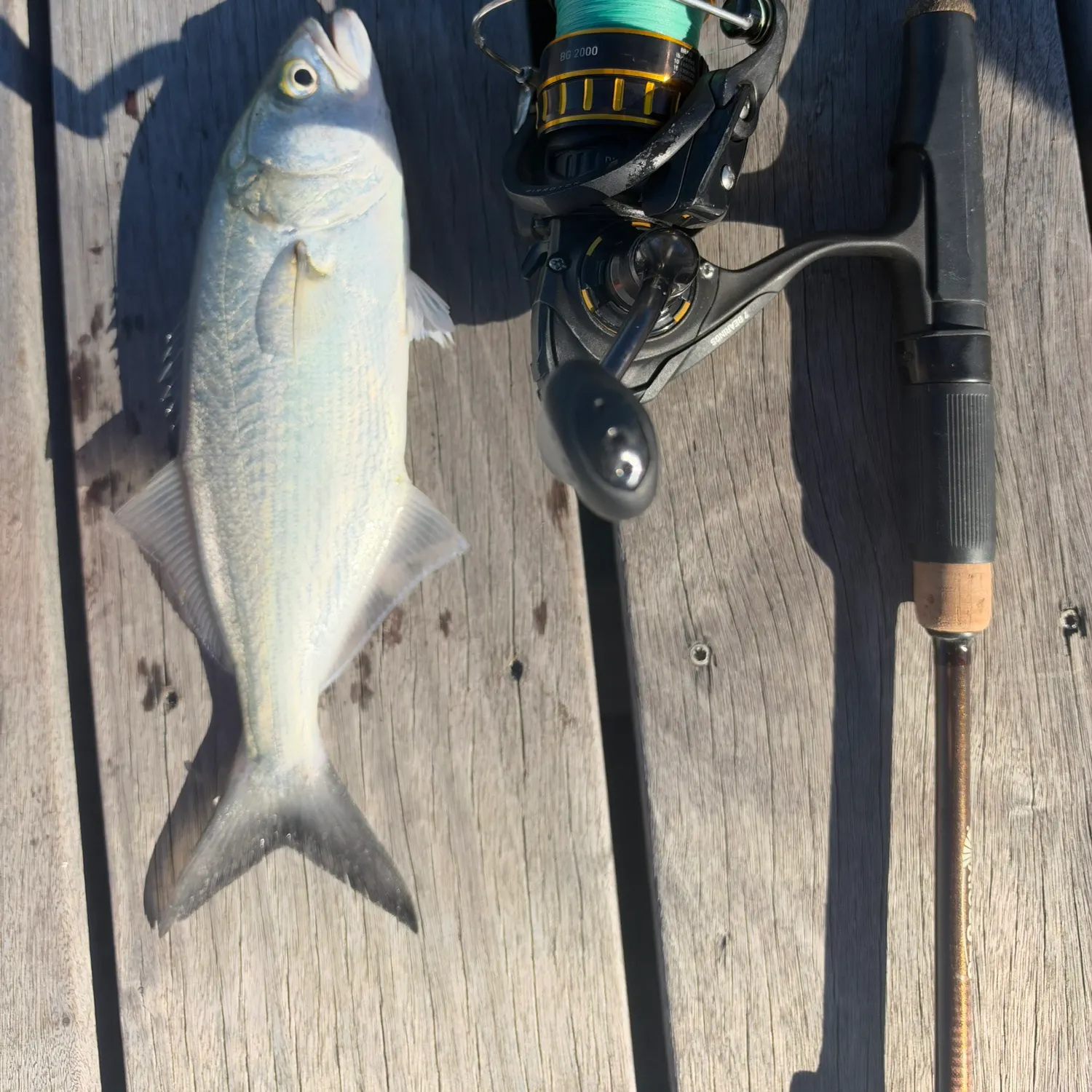 Bluefish caught on Fishbrain