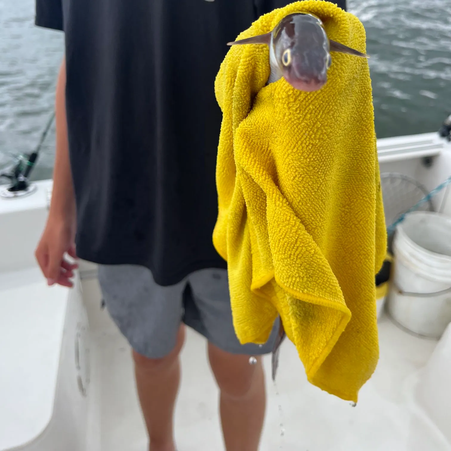 The most recent European conger catches on Fishbrain