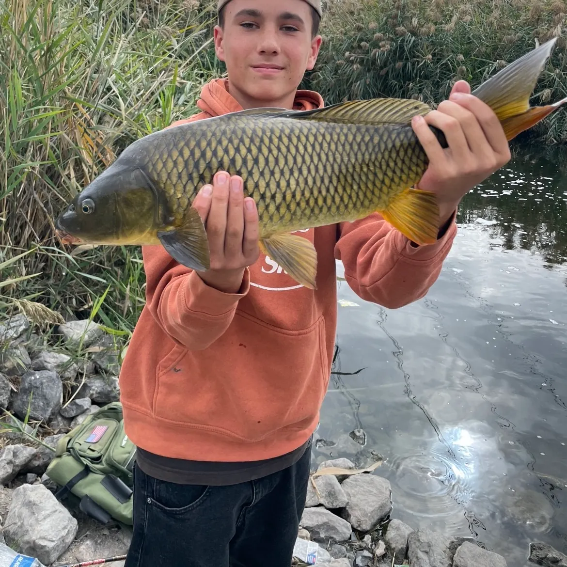 Common carp caught on Fishbrain