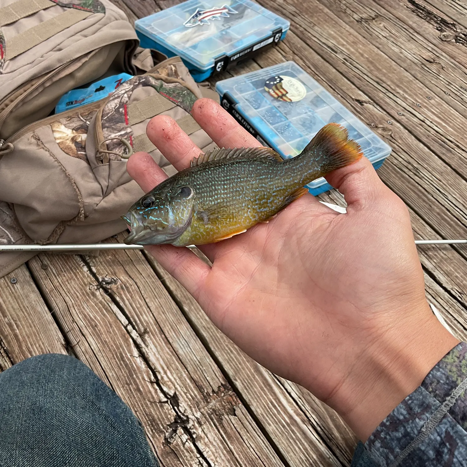 Green sunfish caught on Fishbrain