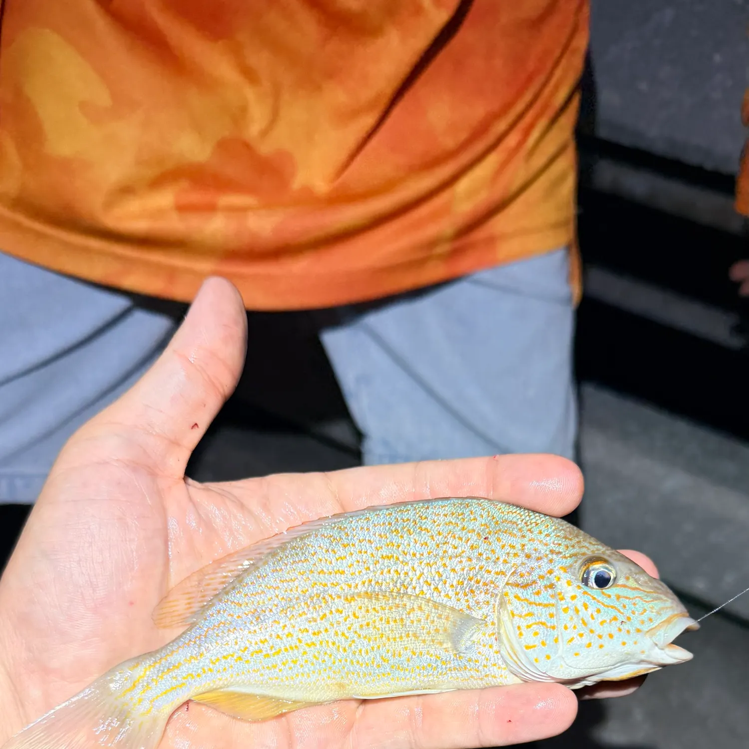 The most recent Pigfish catches on Fishbrain