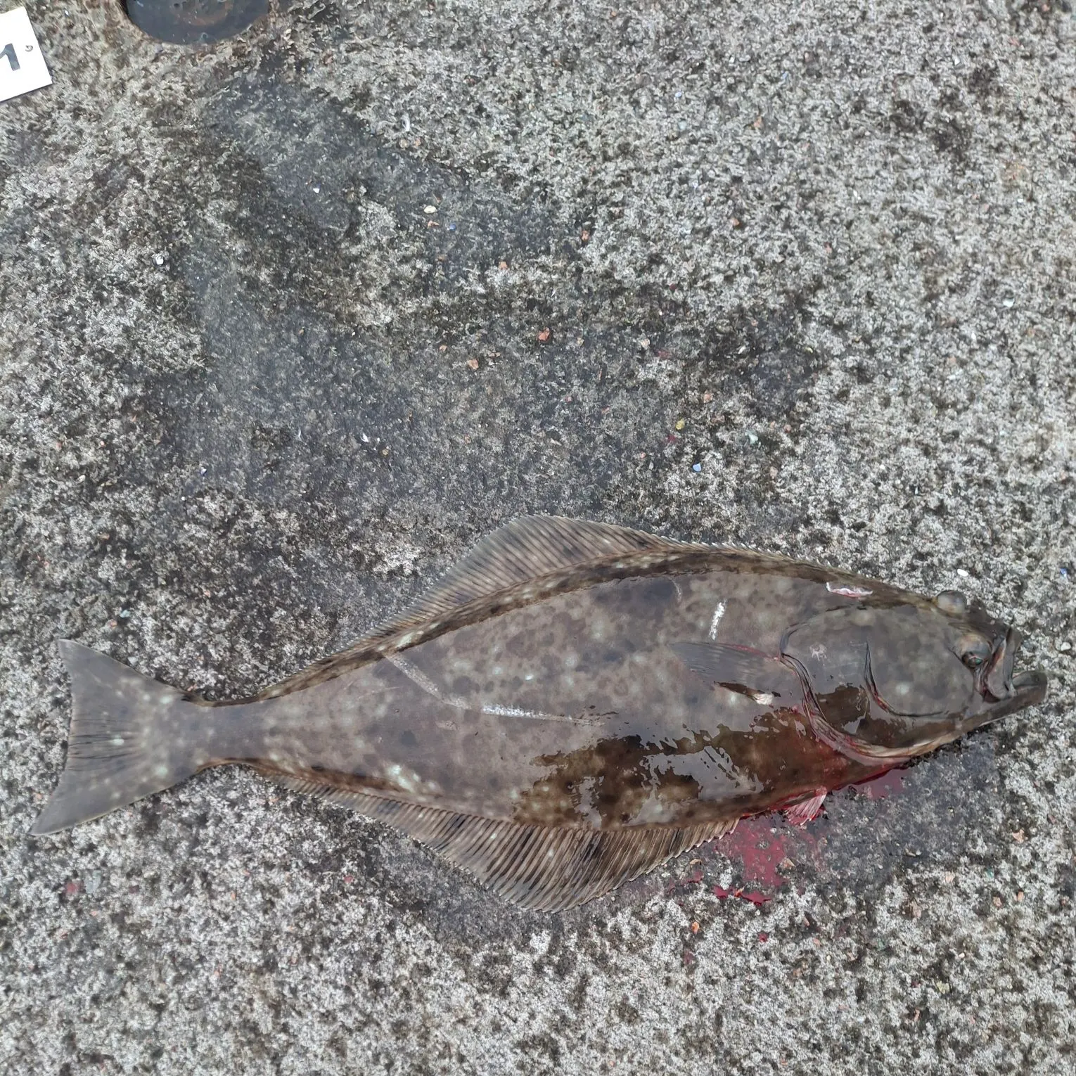 Atlantic halibut caught on Fishbrain