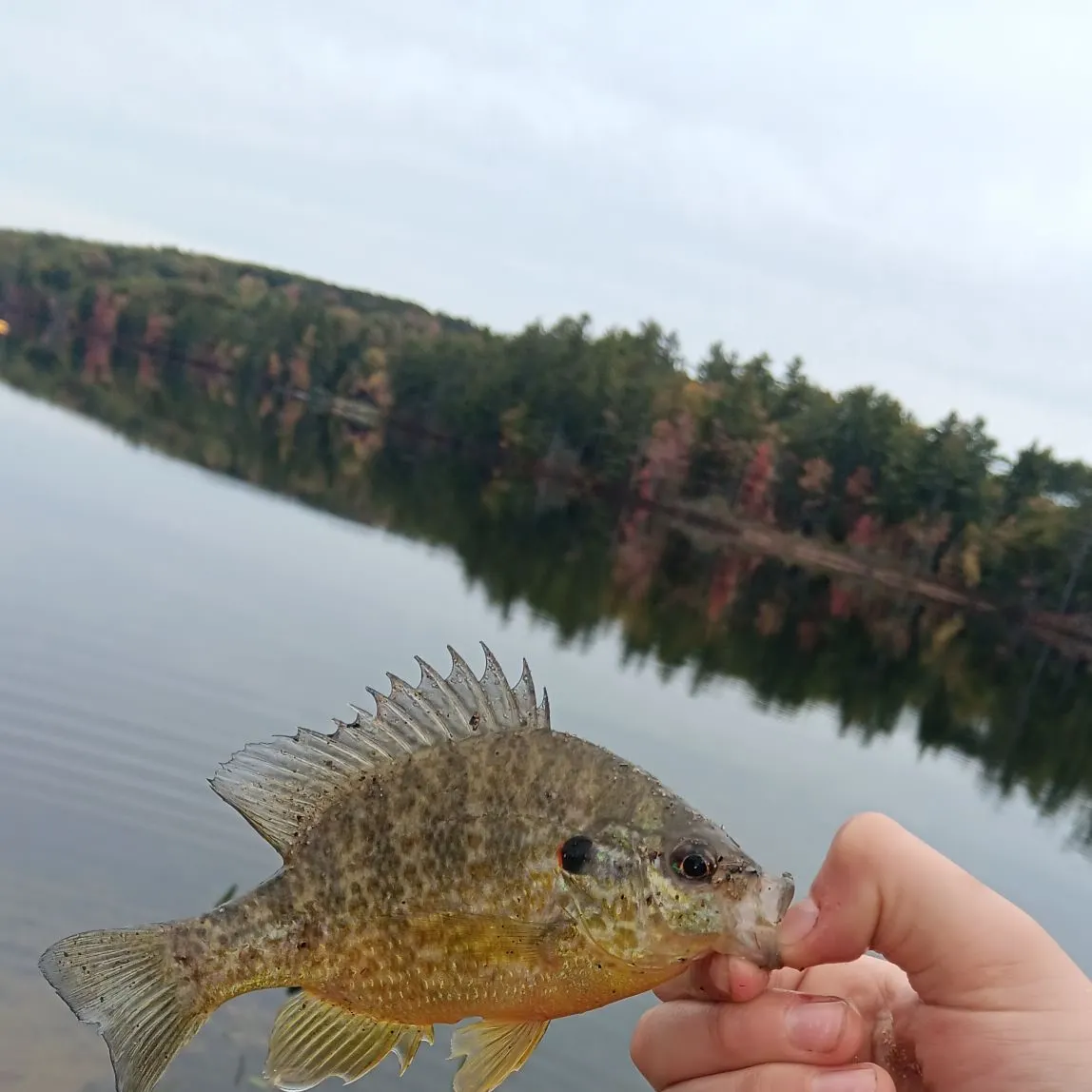 Pumpkinseed caught on Fishbrain