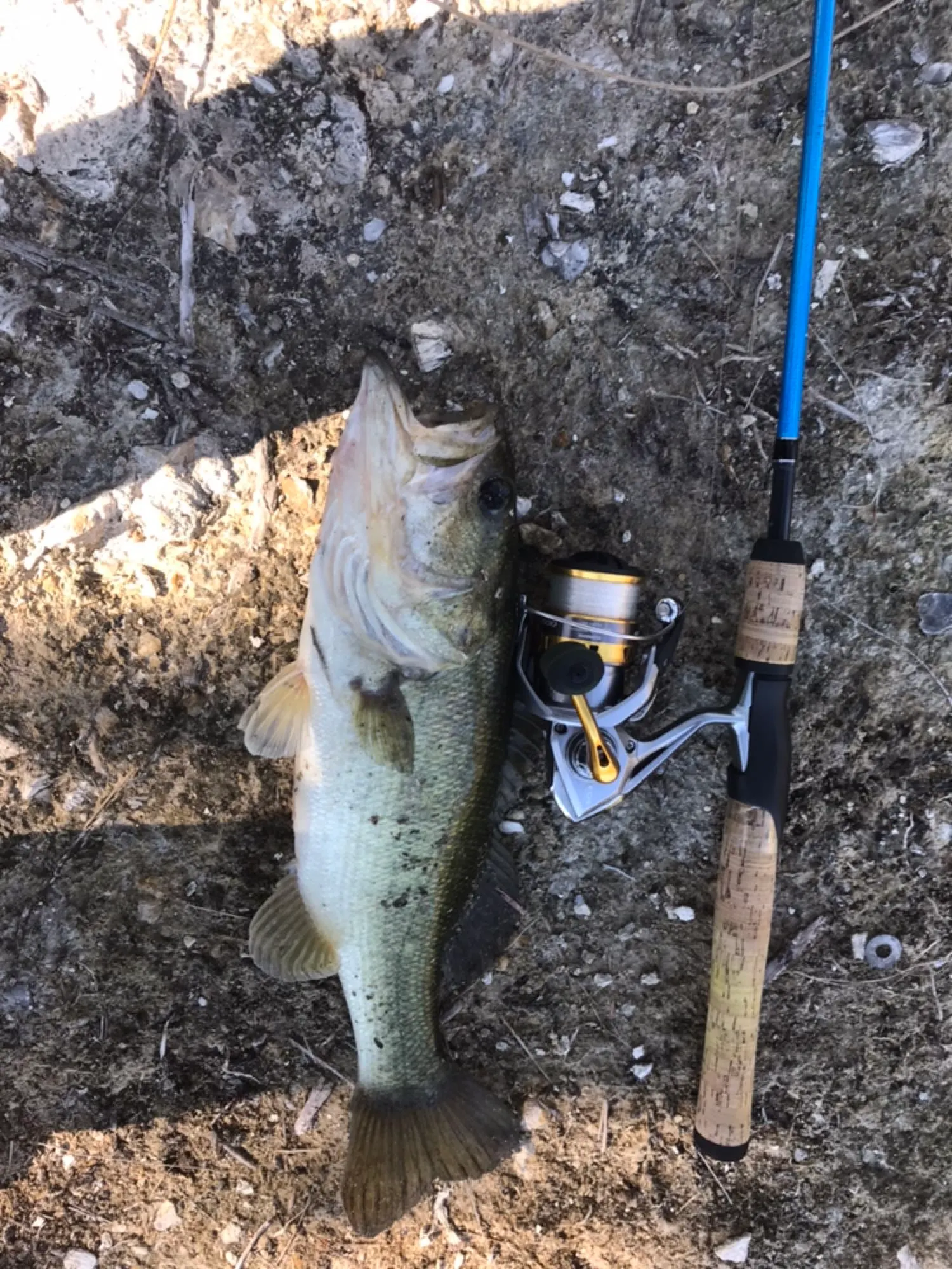 Post image from Here_fishy410