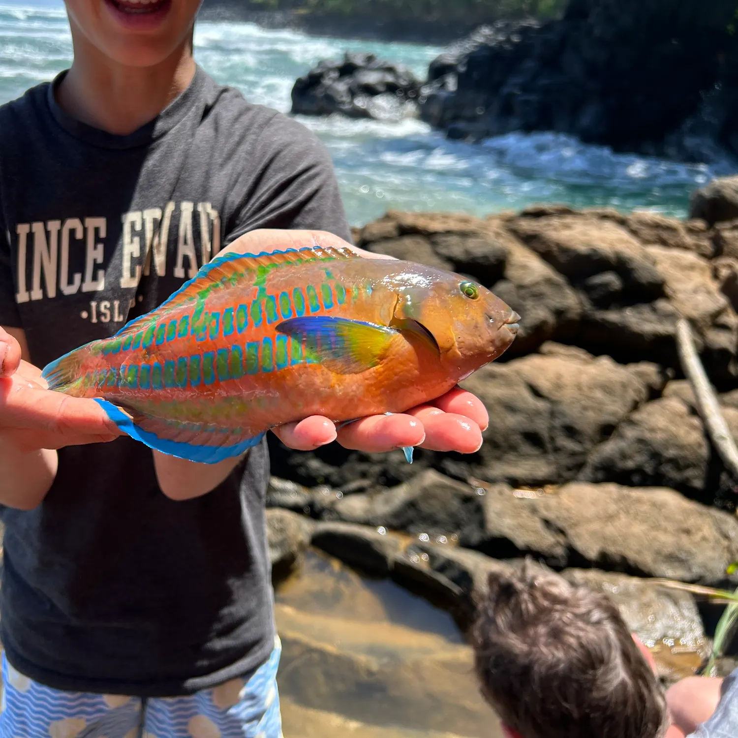 The most recent Surge wrasse catches on Fishbrain