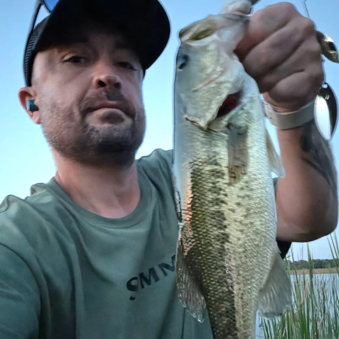 Largemouth bass caught on Fishbrain