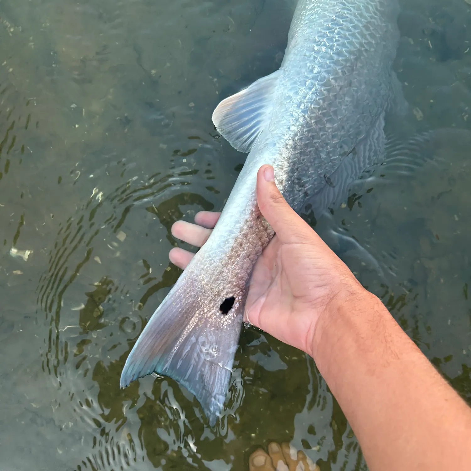 The most recent Red drum catches on Fishbrain