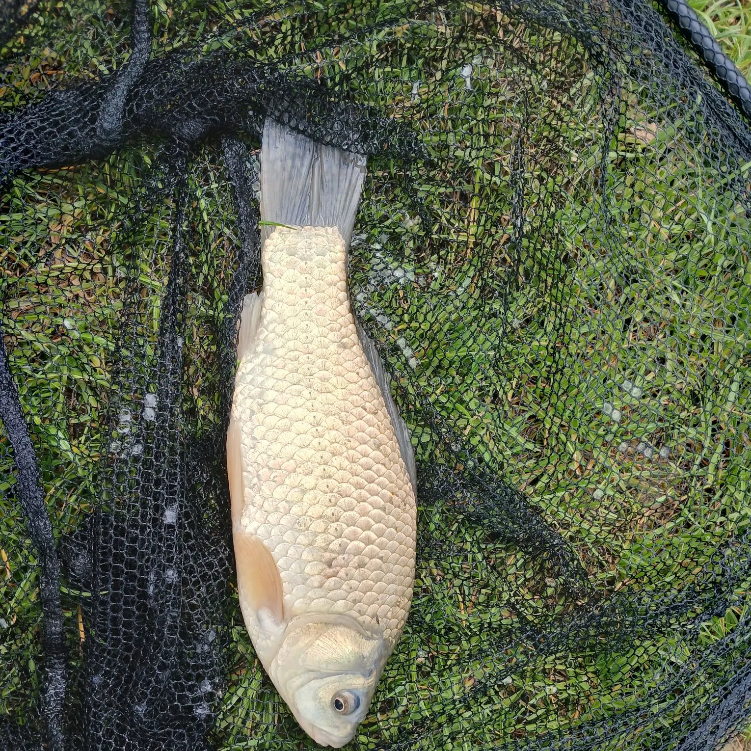 The most recent F1 carp catches on Fishbrain