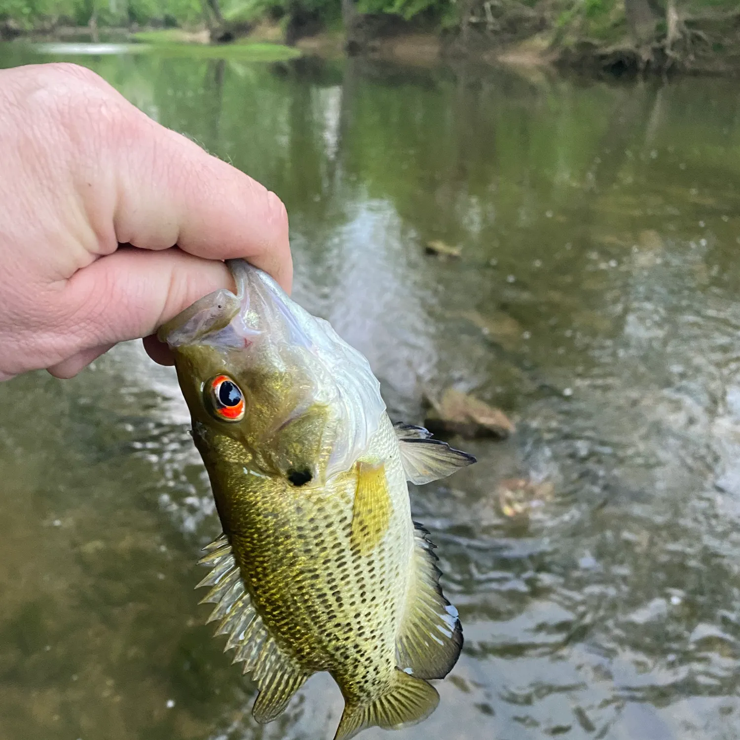 The most recent Rock bass catches on Fishbrain
