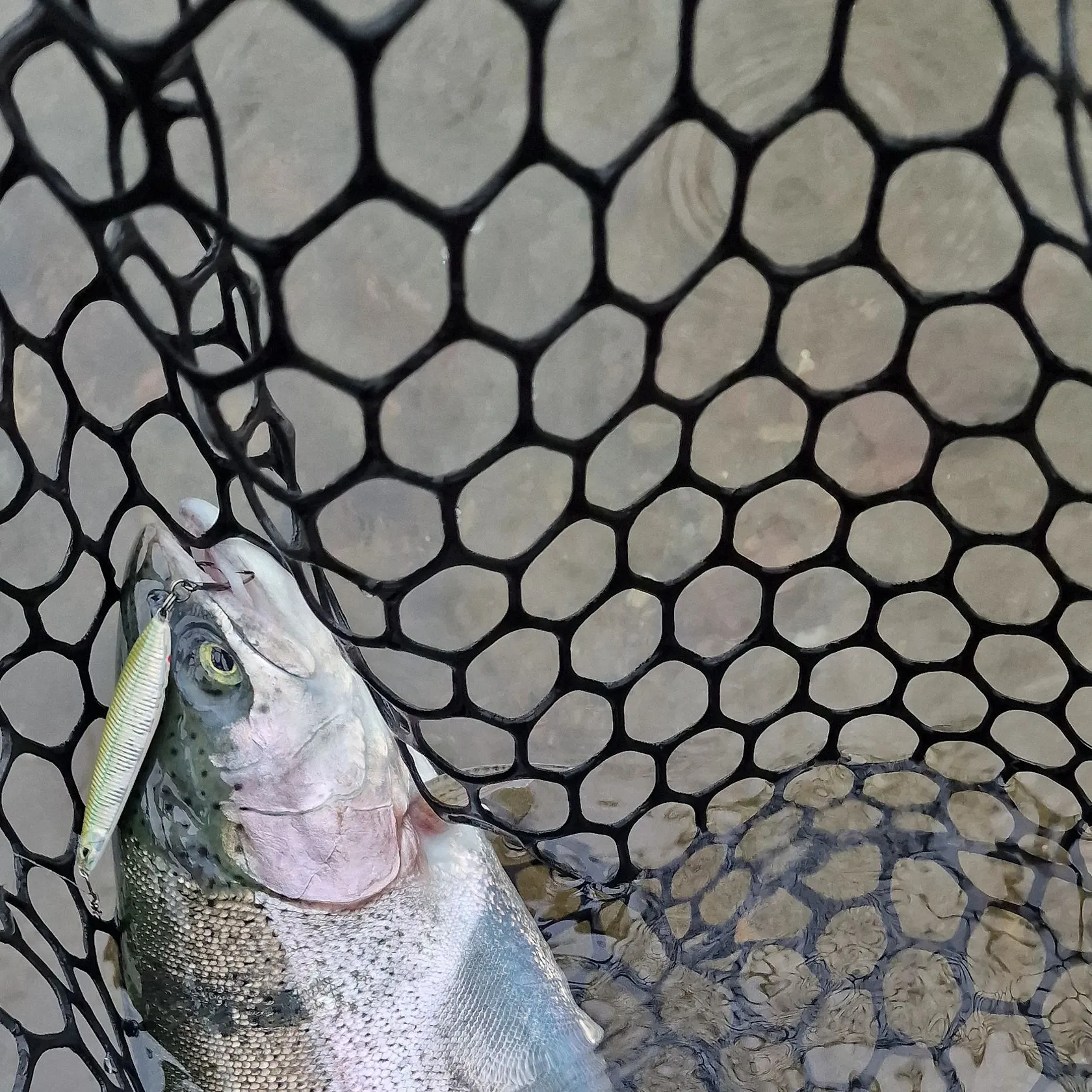 Rainbow trout caught on Fishbrain