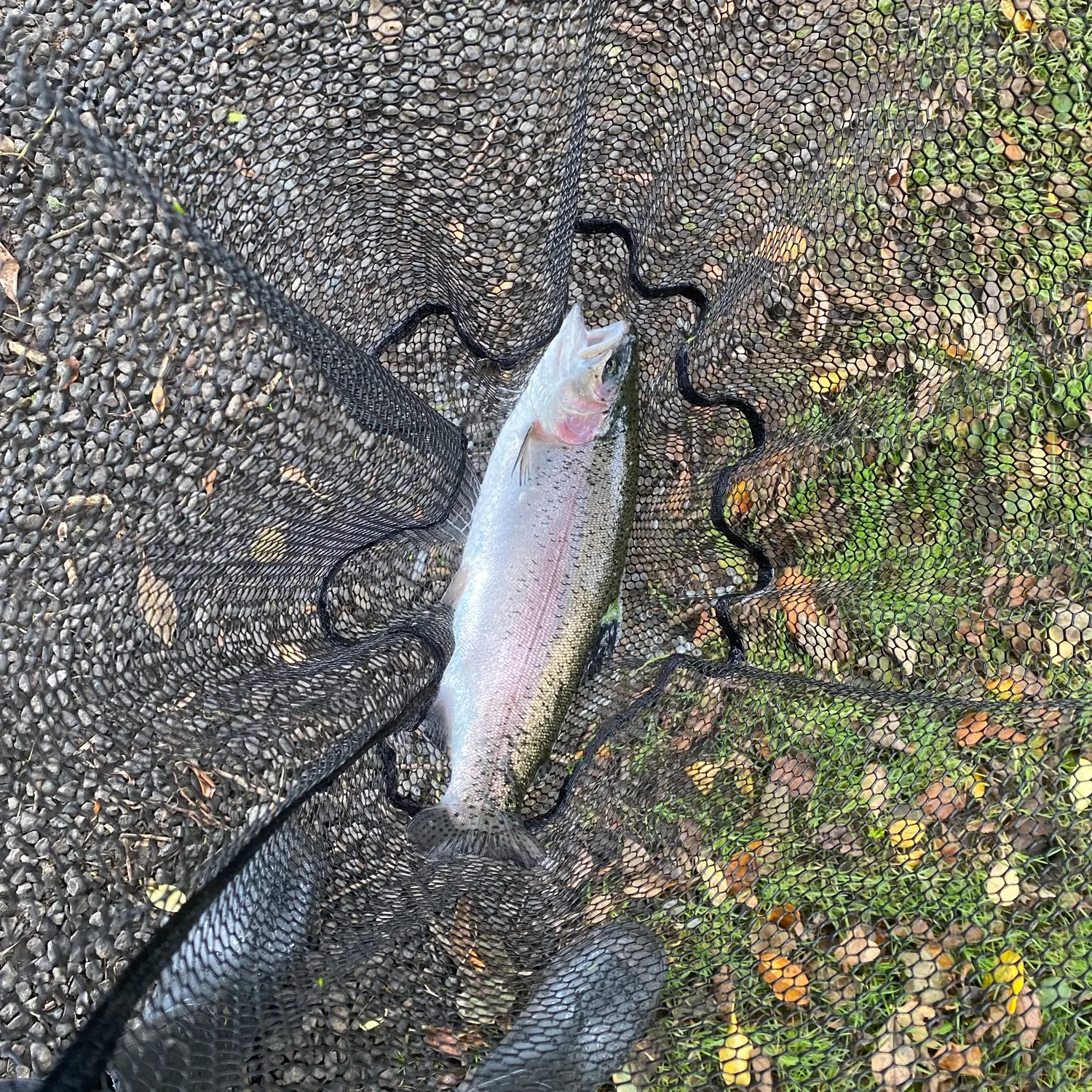 Rainbow trout caught on Fishbrain