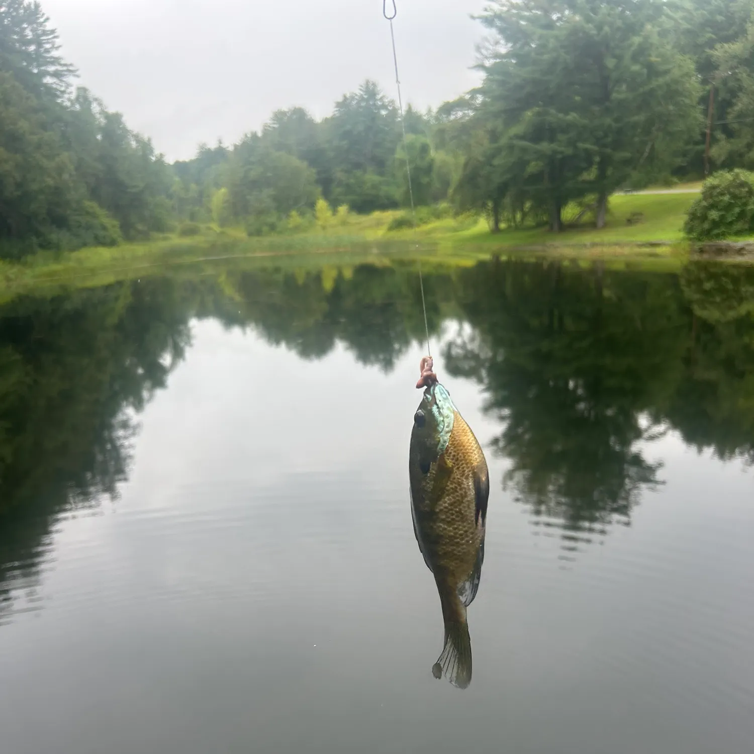 Bluegill caught on Fishbrain