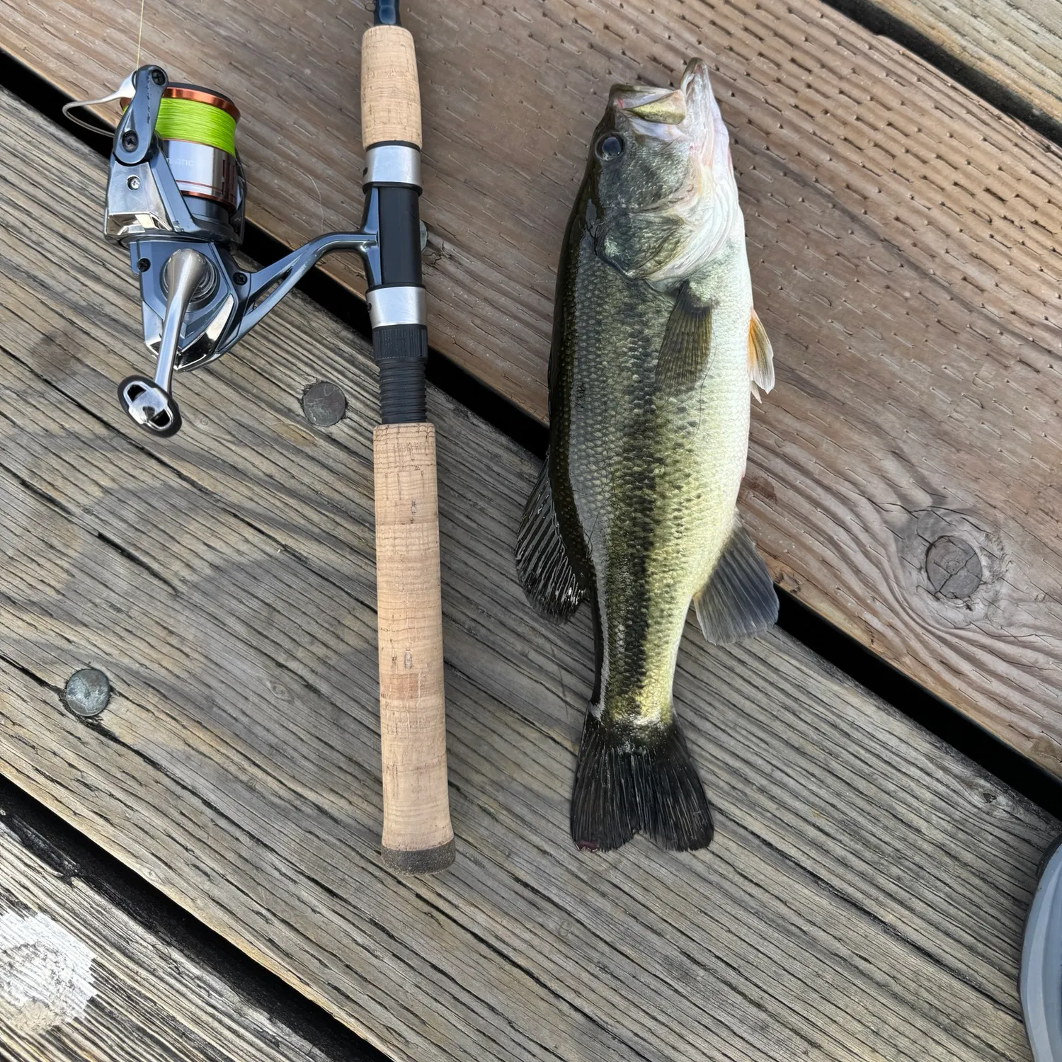 Largemouth bass caught on Fishbrain