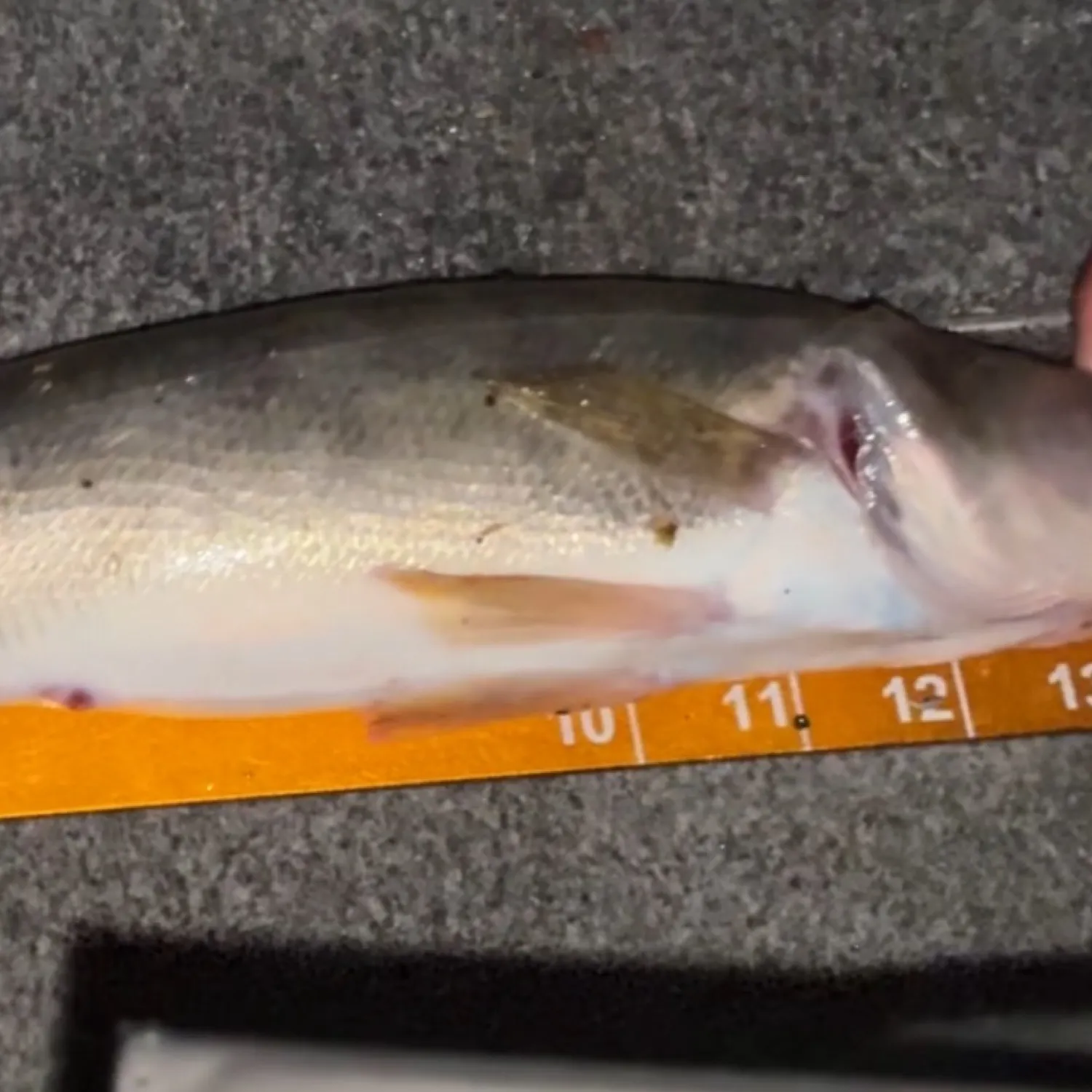 The most recent Walleye catches on Fishbrain