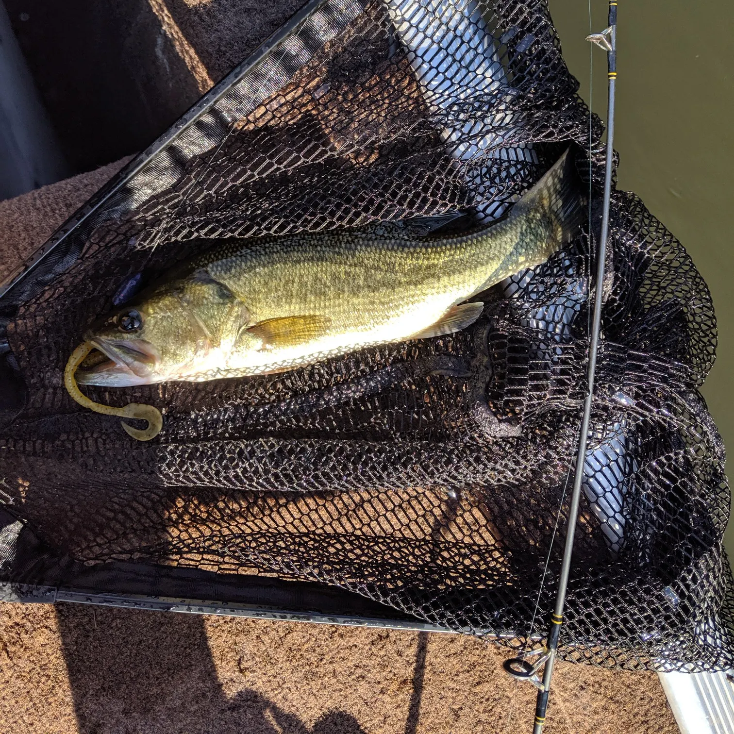 angler catch